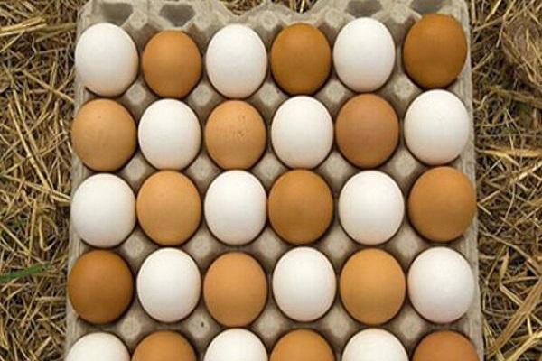 قانون درج قیمت روی تخم مرغ اجرایی شد، هر دانه؛ 1100 تومان