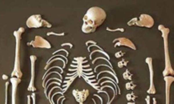 فهرست استخوان ها در بدن انسان با شکل