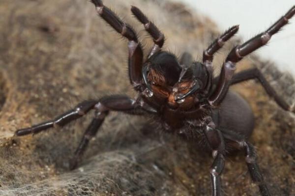 یک کشف عجیب درباره نیش مرگبار عنکبوت ، ترس و خطر چه تاثیری روی بدن این عنکبوت می گذارد؟