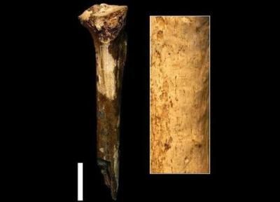 اجداد انسان ها 1.5 میلیون سال پیش همدیگر را قصابی می کردند و می خوردند!