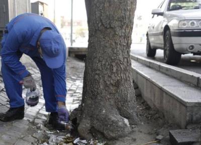 اینفوگرافیک ، شبیخون به موش های تهران ، شکایت مردمی از موش ها کمتر شد